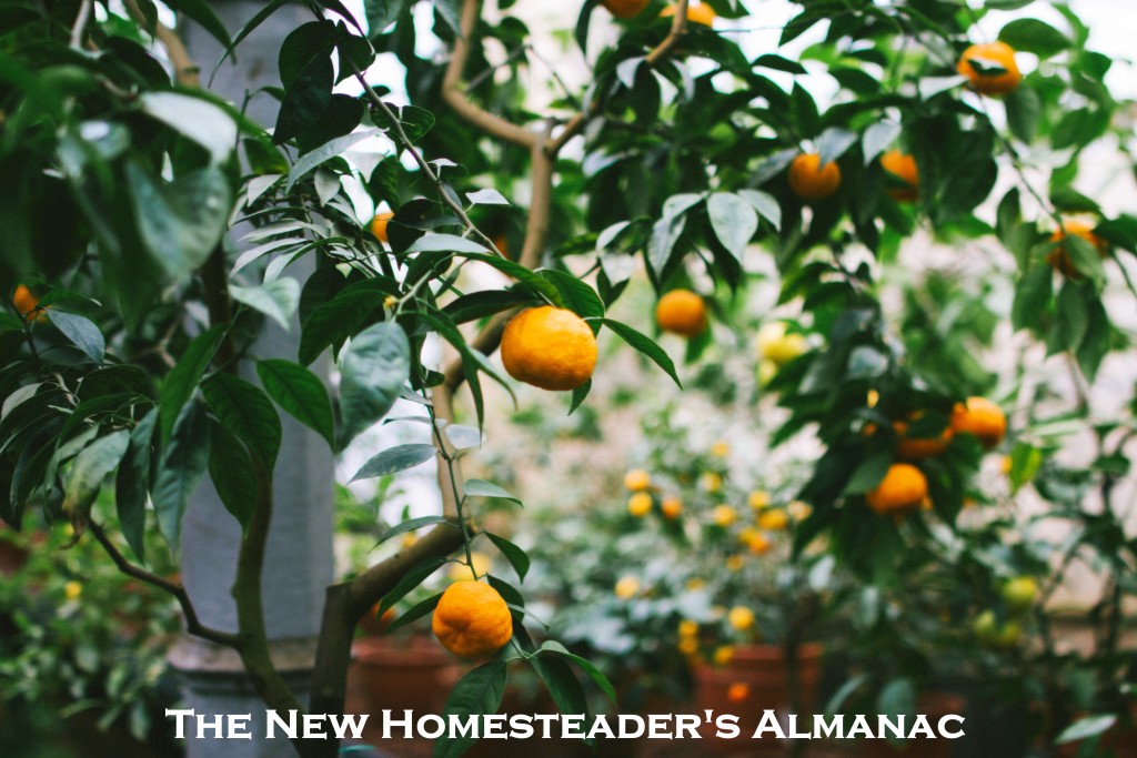 Top 30 Tips for Growing & Using Citrus Fruits - The New Homesteader's Almanac