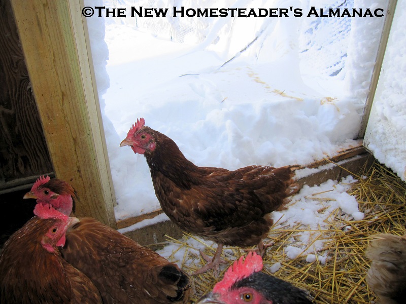 February Homesteading Chores by USDA Zone - The New Homesteader's Almanac