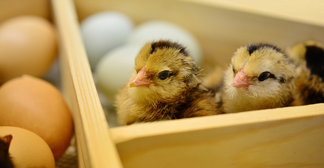 Hatching Chicks - The New Homesteader's Almanac