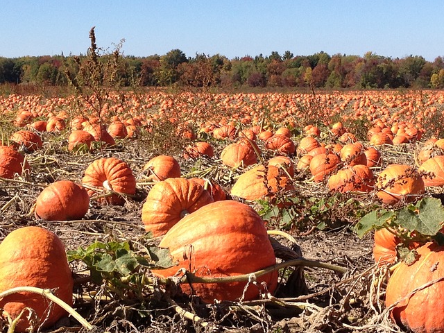 Field pumpkins are one of the best pumpkins for a pumpkin patch