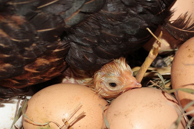 10 Best Broody Hen Breeds for a Self Reliant Chicken Flock