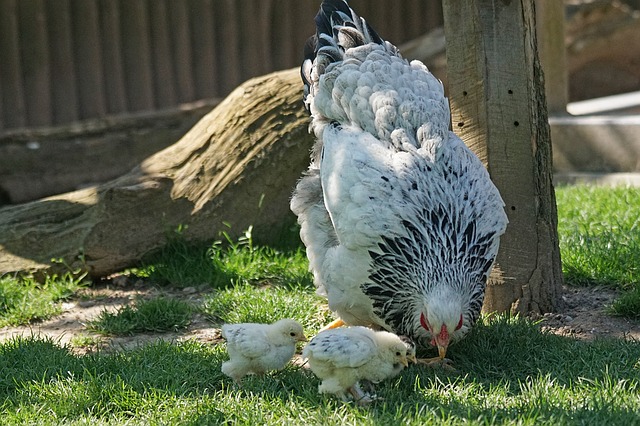 Momma hen and her chicks - let your hen hatch her own chicks!