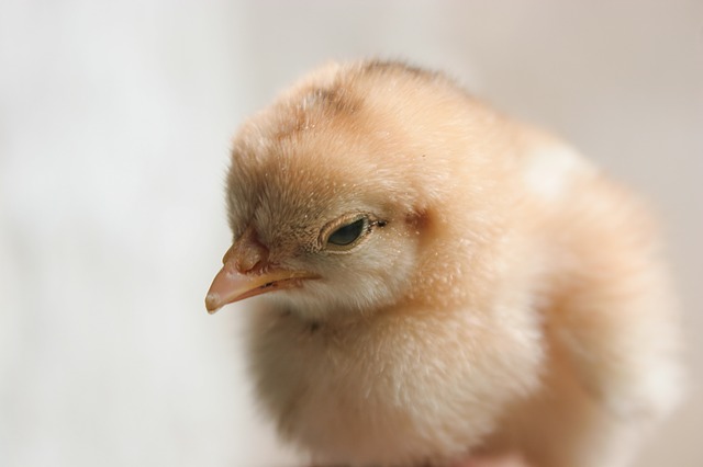 chick from hatchery order