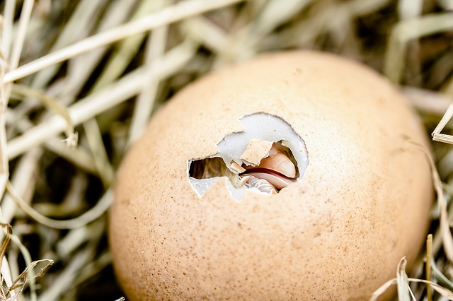 Chicken egg hatching