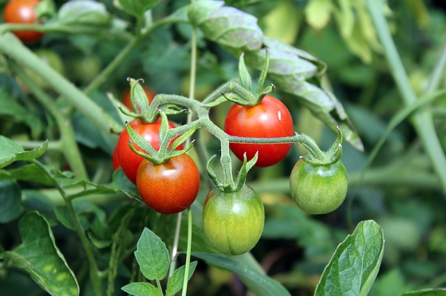 cherry tomatoes work well in a community garden