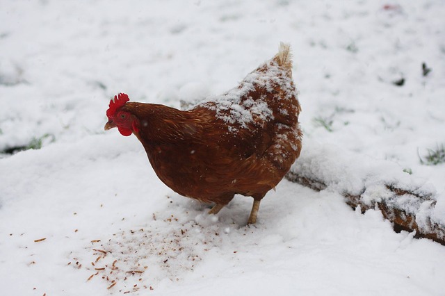 Rhode Island Reds are a cold hardy chicken breed
