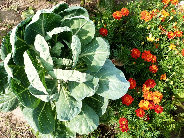 companion planting with brassicas and marigolds
