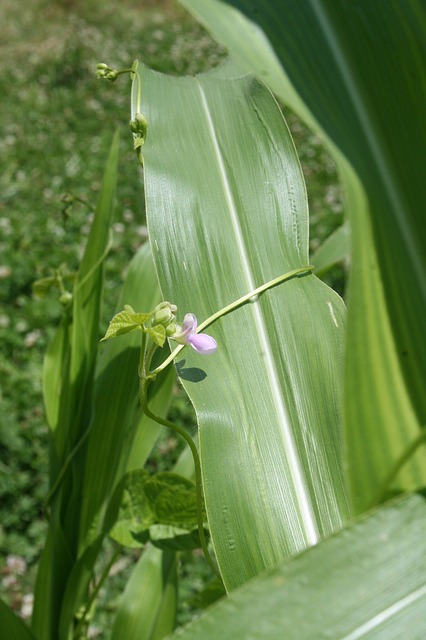 companion planting of corn and beans