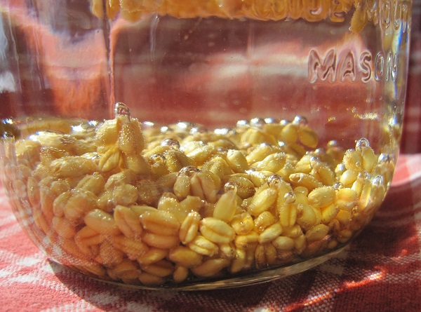 soaking wheat to sprout for fodder