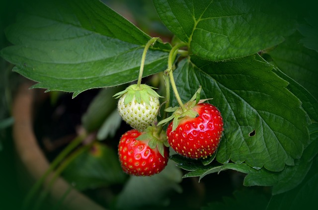 strawberries may benefit from companion planting