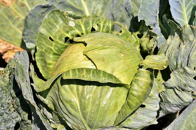 cabbage with worm damage