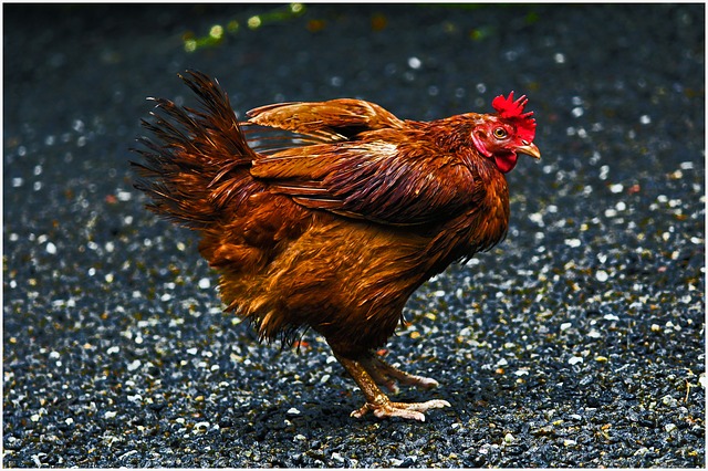Rhode Island Reds are heat tolerant chickens and cold tolerant too